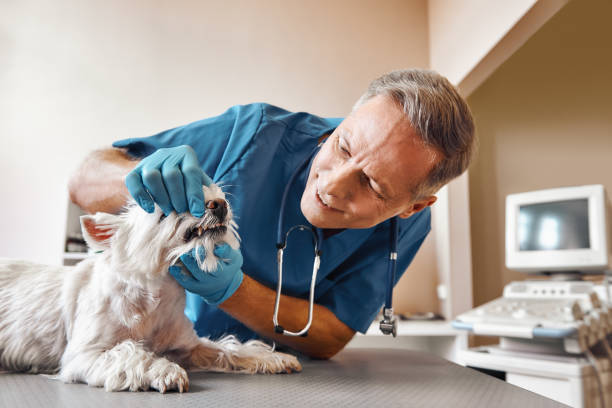 Best Same-Day Emergency Dental Services in Wayne, MI